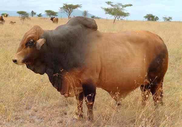 Cattle Glossines Tsetse