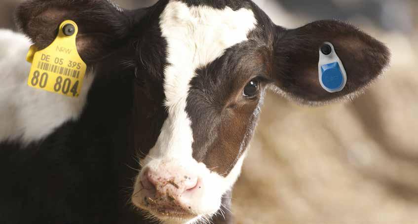 With earlier detection, you can promptly begin treatment or otherwise intervene, reducing drug usage, preventing impact on each calf s growth curve or future
