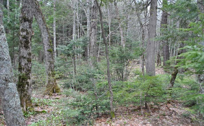 SETTING UP PLOTS OVERVIEW > 1 acre of woodland A location you can come back to Preferably in