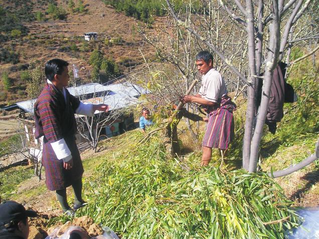 well established, and, especially for Bhutanese, tree fodder remains an important resource, providing approximately 20% of the fodder requirement.