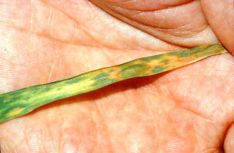 Septoria Leaf Mottle To spray or not to spray that is