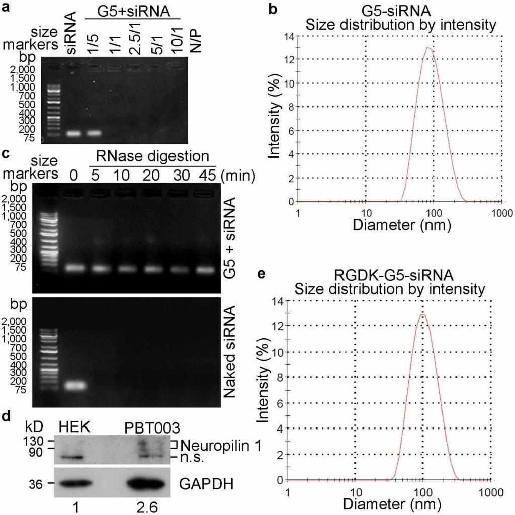 Supplementary Fig. 5 Characterization of the TLX sirna nanocomplex. a. The binding ability of G5 with TLX sirna at N/P ratios ranging from 1 to 10 tested using agarose gel electrophoresis.