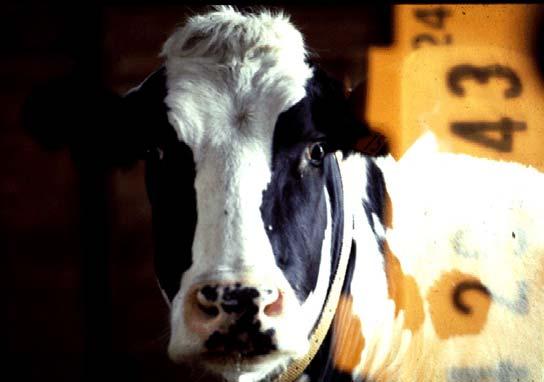 The Transition Cow Index (TCI ) Developed by researchers at the University of Wisconsin School of Veterinary Medicine AgSource data from 21-22 for approximately 5, cows Matched herds with Monsanto s