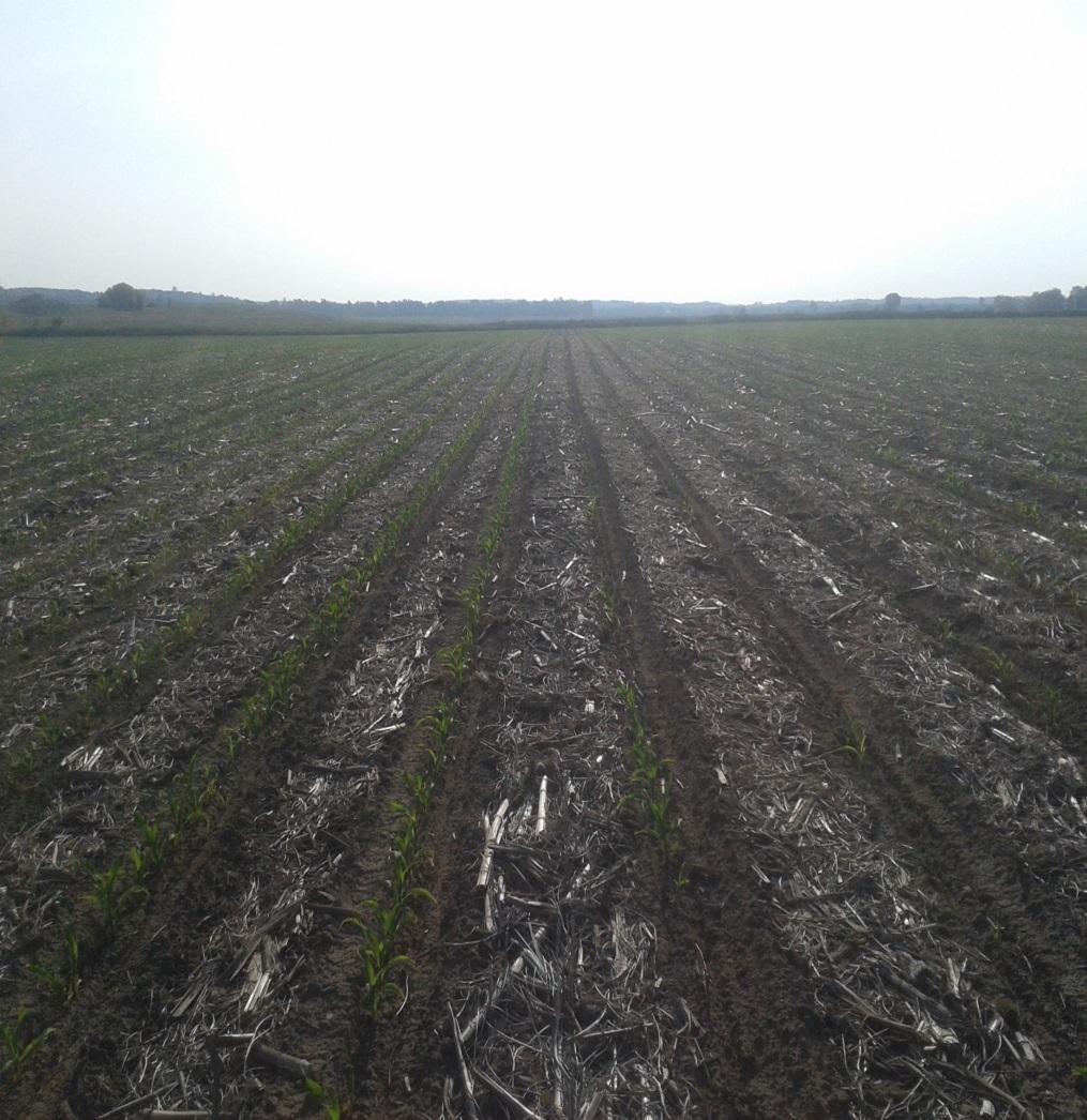 2015 Injury Case Study In 2015, plots that received the urea or ESN/urea blend suffered significantly reduced plant stands on one half (3 rows) of each strip-tiller/planter pass (Figure 2).