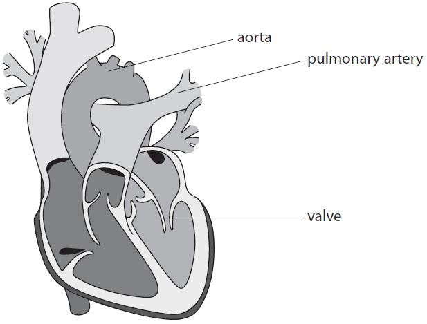 5(a)(i) ignore any labels on the arrow allow an arrow coming out of the opening of pulmonary vein into heart 5(a)(ii) Any two from the following: (blood in pulmonary artery) deoxygenated (blood in