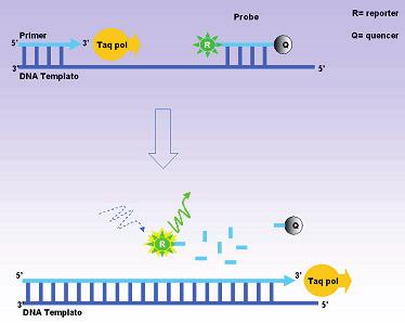Test is based on gene amplifi cation and a fl uorogenic probe is used for the detection of Salmonella spp DNA.