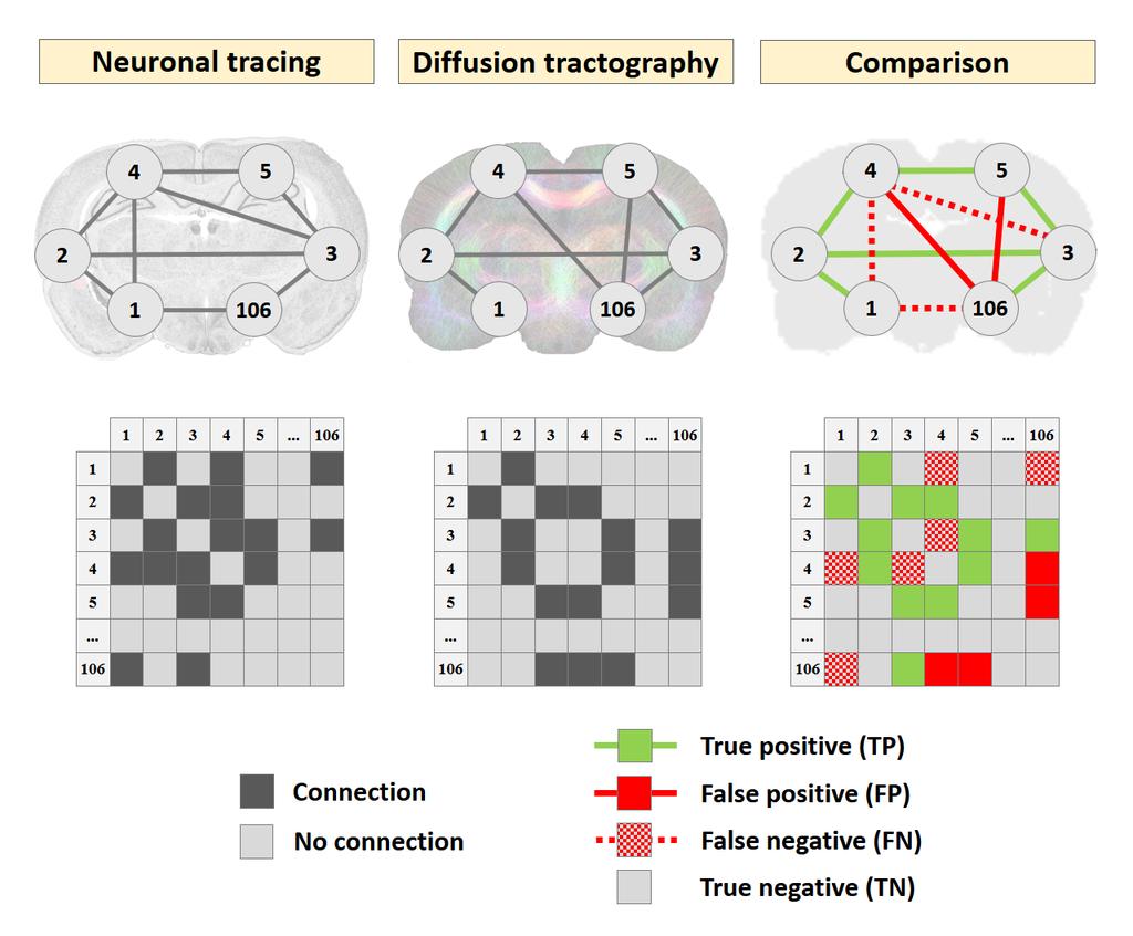 Rat cortical connectivity matrix Sensitivity: