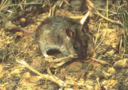 child transmission Rat to Man - exposure