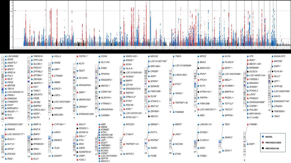 Supplementary Figure 3 Manhattan plot and phenogram showing genome-wide association study results for ebmd in the UK Biobank study.