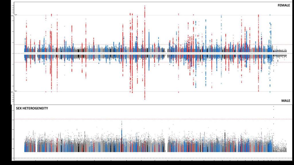Supplementary Figure 4 Analysis of sex heterogeneity in ebmd loci. The top graph is a Miami plot of genome-wide association results for males (top panel) and females (bottom panel).
