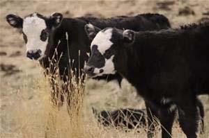 Enterprise Model Sell all calves Purchase replacement