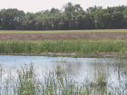 RIM Reserve Conservation Easements Improving water quality,