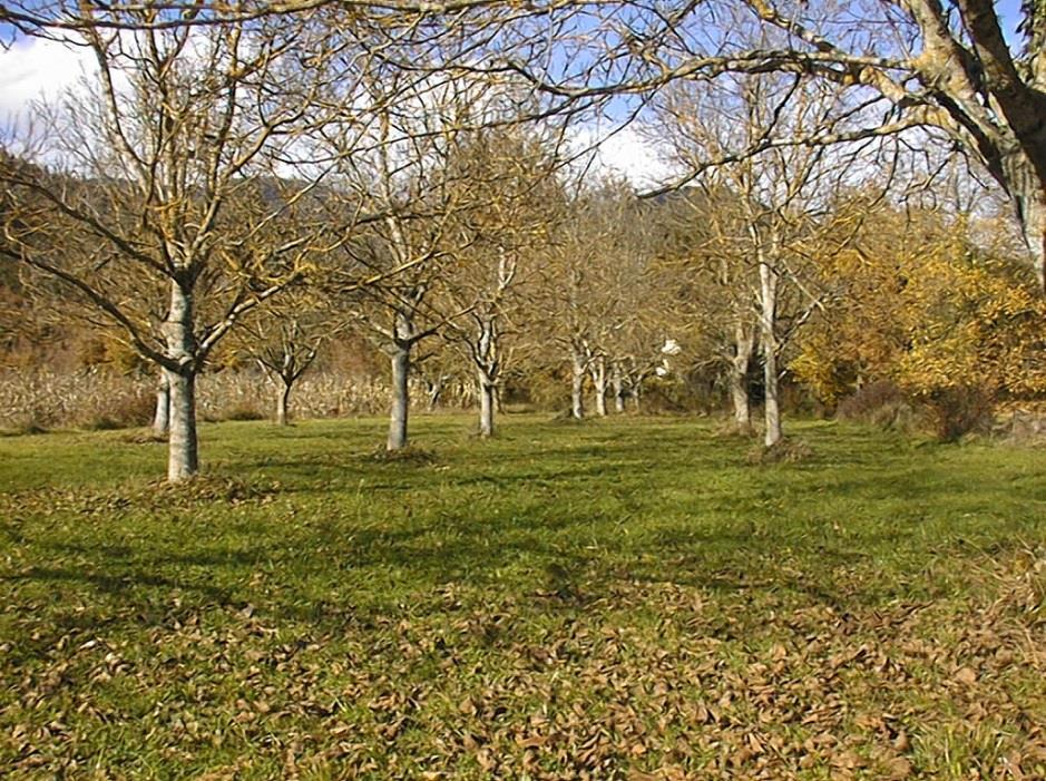 Initial Stakeholder Meeting Report Intercropping of Walnut Trees in Greece Work-package 3: Agroforestry for high value trees Specific group: Intercropping of walnut trees with arable crops in Greece
