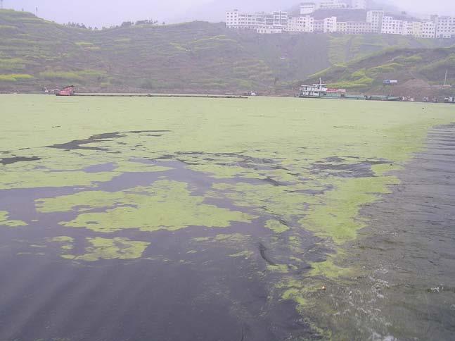 eutrophication due to limited exchange of water in