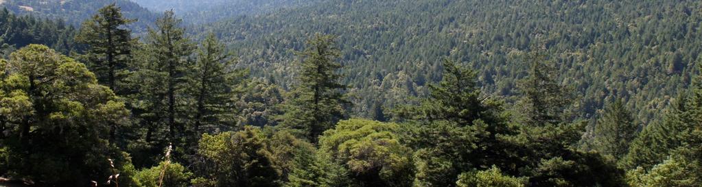 California Carbon Market California is the world s first regulated carbon market to include offsets from carbon storage in forests.