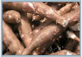 energy crops: cassava, sweet sorghum and sweet potato What