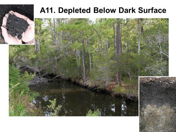Soils with Dark Surfaces High in Organic Carbon Low gradient,