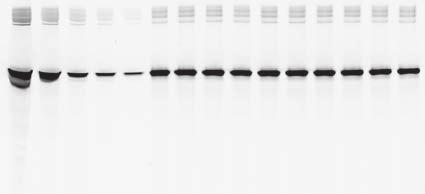 by the fact that very low amounts of protein were detected in the fifth washing step (Fig 3A, lane 5).