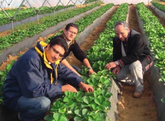 What we aimed to achieve The intention in launching this project was to involve all the players in the food value chain from field to fork in the production of healthy, high-quality strawberries by