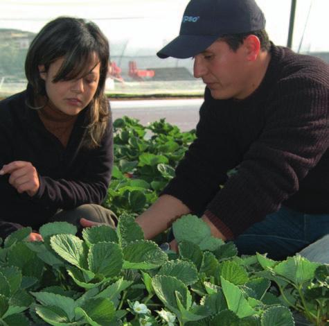 The quality of the strawberries grown by Laragel/Lara-Agri was regularly monitored by Bayer CropScience s field team and by staff from the Moroccan Head Office.