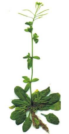 Arabidopsis is a