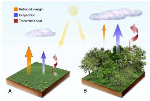 Biophysical Effects of Land Use Change Cropland Forest