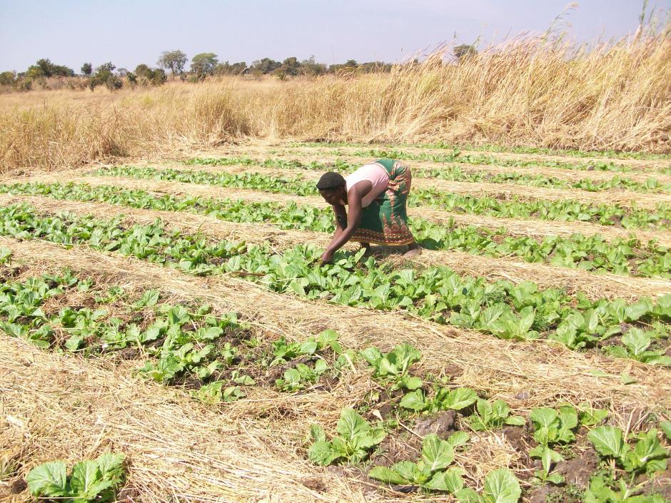 PROJECT IN PICTURES 50% of farmers practice crop diversification