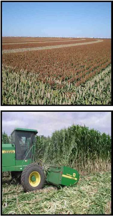 Sorghum: A sustainable biomass crop Energy Use Feedstock