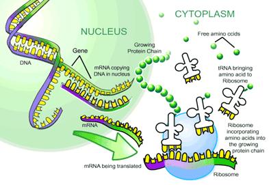 When the mrna strand is complete, it leaves the nucleus and enters the cell s cytoplasm, where it attaches to a ribosome.