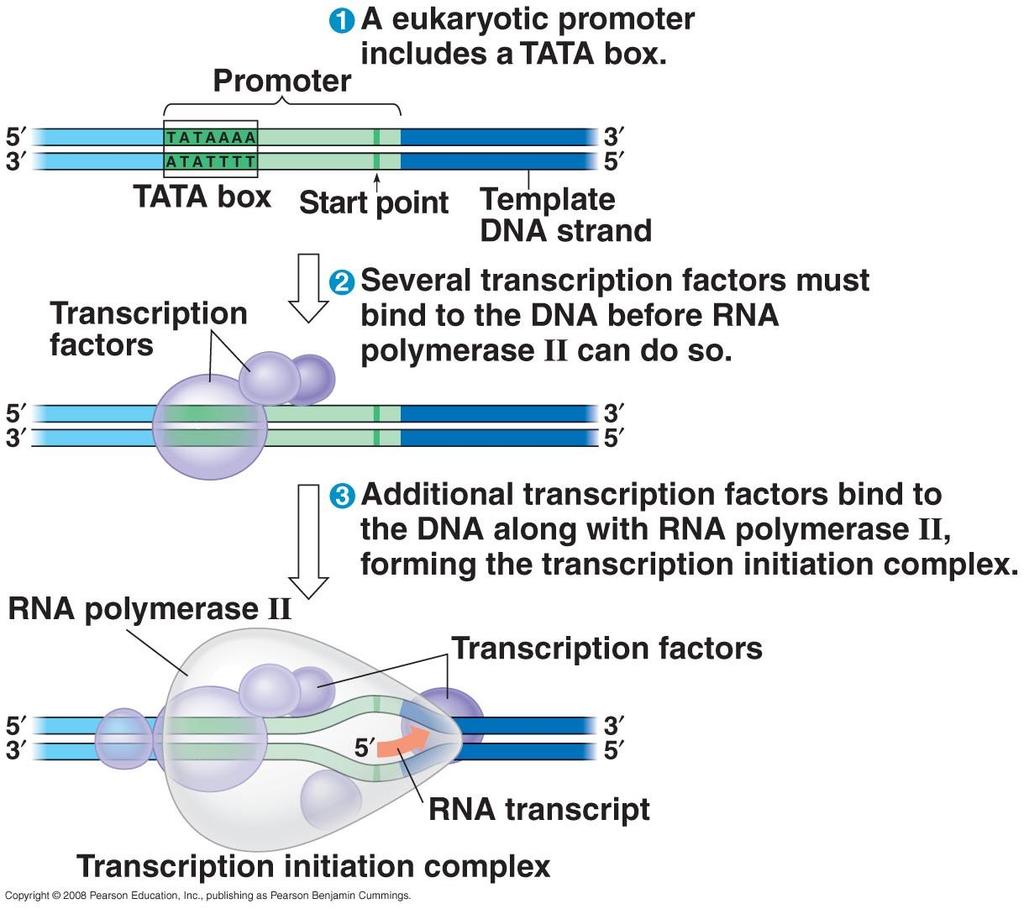 RNA Polymerase Binding and Initiation of Transcription Promoters signal the initiation of
