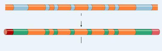 mrna Splicing Post-transcriptional processing eukaryotic DNA primary mrna transcript eukaryotic mrna needs work after transcription primary transcript = pre-mrna mrna splicing edit
