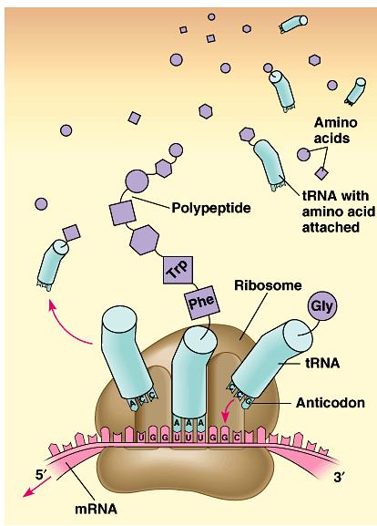 Building a Polypeptide Initiation mrna, ribosome subunits, initiator
