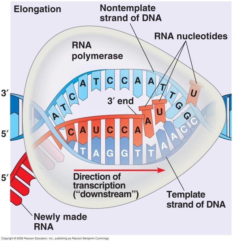 language to RNA