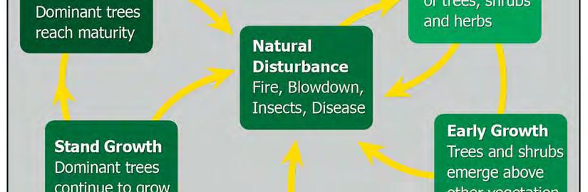 Natural disturbances (except for diseases) are measured both by area (hectares) and volume (cubic metres) of trees killed or damaged.