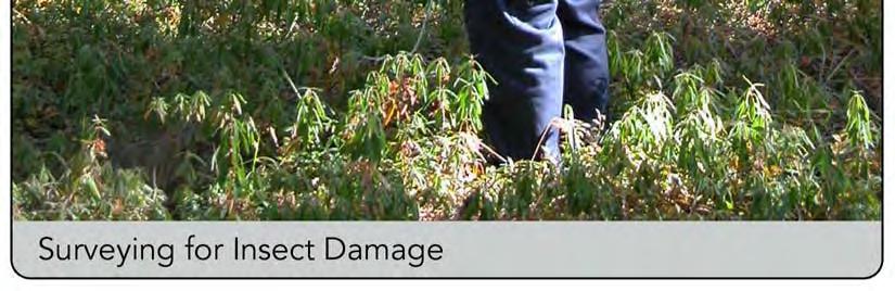 Biotic disturbances are those caused by living factors such as insects (forest tent caterpillars, gypsy moths, spruce budworm), or diseases (hypoxylon, root rot, or Stillwell syndrome).