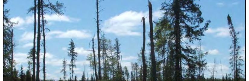 areas in the Boreal Forest Region. Of these clearcuts, 826 (97%) were less than 260 hectares in size.
