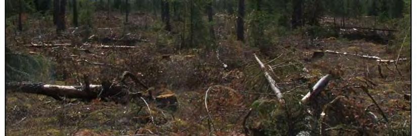 Lawrence Forest Region In 2009/10, there were a total of 654 active clearcut harvest areas in the Great Lakes-St. Lawrence Forest Region.