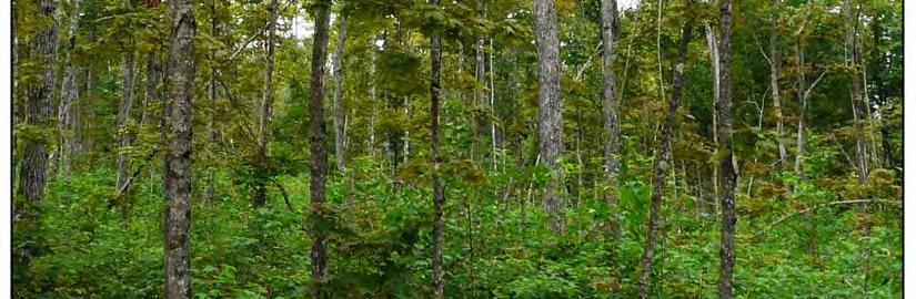 Silviculture Systems Used in Ontario Harvesting is one of a series of actions that when combined with forest renewal and maintenance activities (e.g., tending, protection), represent a silviculture system.