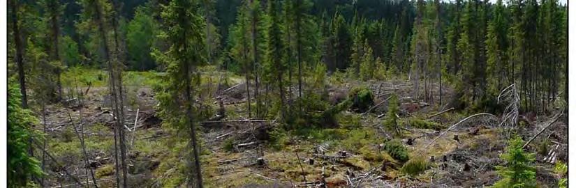 This pattern of harvesting is generally referred to as Natural Disturbance Pattern Emulation and is most notably being implemented as part of the clearcut silviculture system in the Boreal forest.
