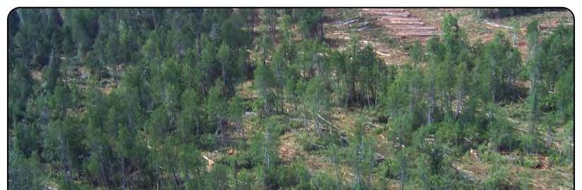 The clearcut silvicultural system is the primary system used in the Boreal forest of the Northeast and Northwest regions, mainly in stands containing jack pine, black spruce, poplar and white birch.