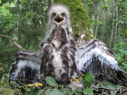 The main objective of the LIFE AQPOM project is to improve the conservation status of the lesser spotted eagle in Latvia.