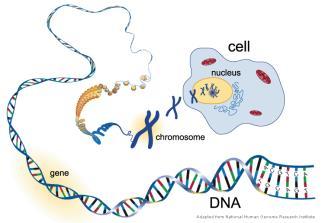 species? What is DNA?