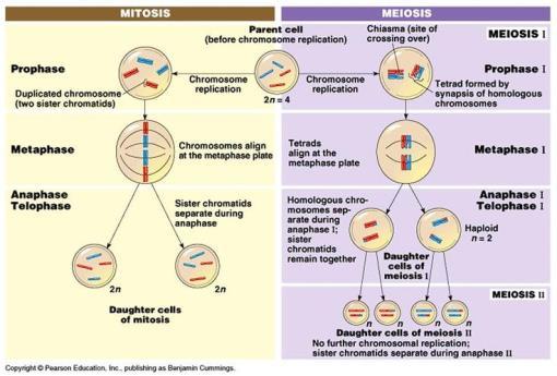 Define Discuss define and compare Describe the process of mitosis Sexual reproduction Asexual reproduction Watch mitosis vid? https://www.youtube.com/watch?