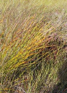 vernal-grass Common