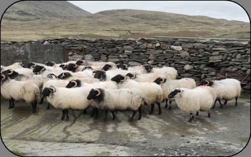 What are good production targets for hill flocks?