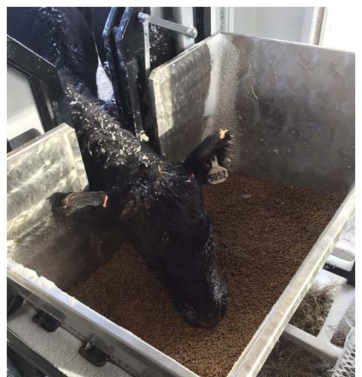 supplement, pelleted or loose, using SmartFeed Pro Trailer. 3 Treatment Groups: 1. Control (no supplement) 2. Pelleted form 3.