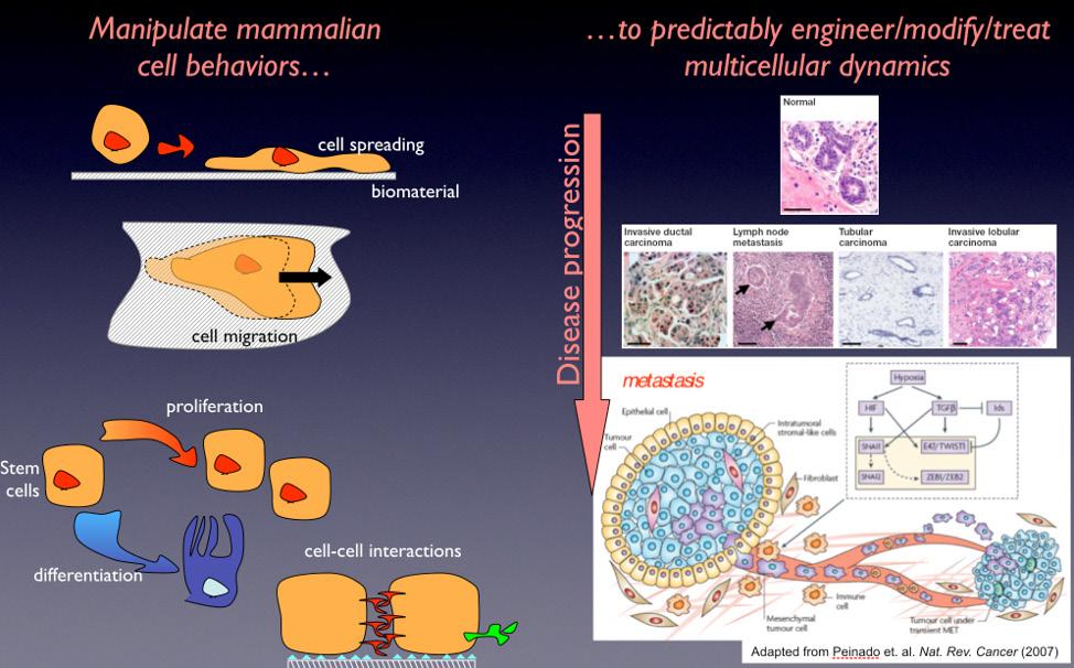 integrative, predictive principles for engineering mammalian cell behaviors and multicellular morphodynamics, with applications in cancer