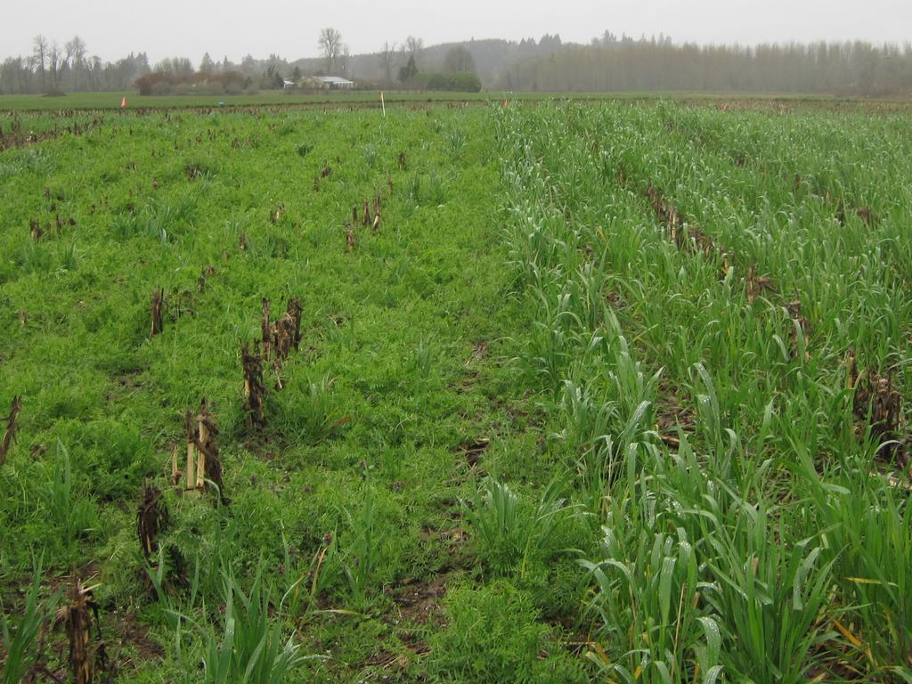 Soil and fertilizer management in vegetable
