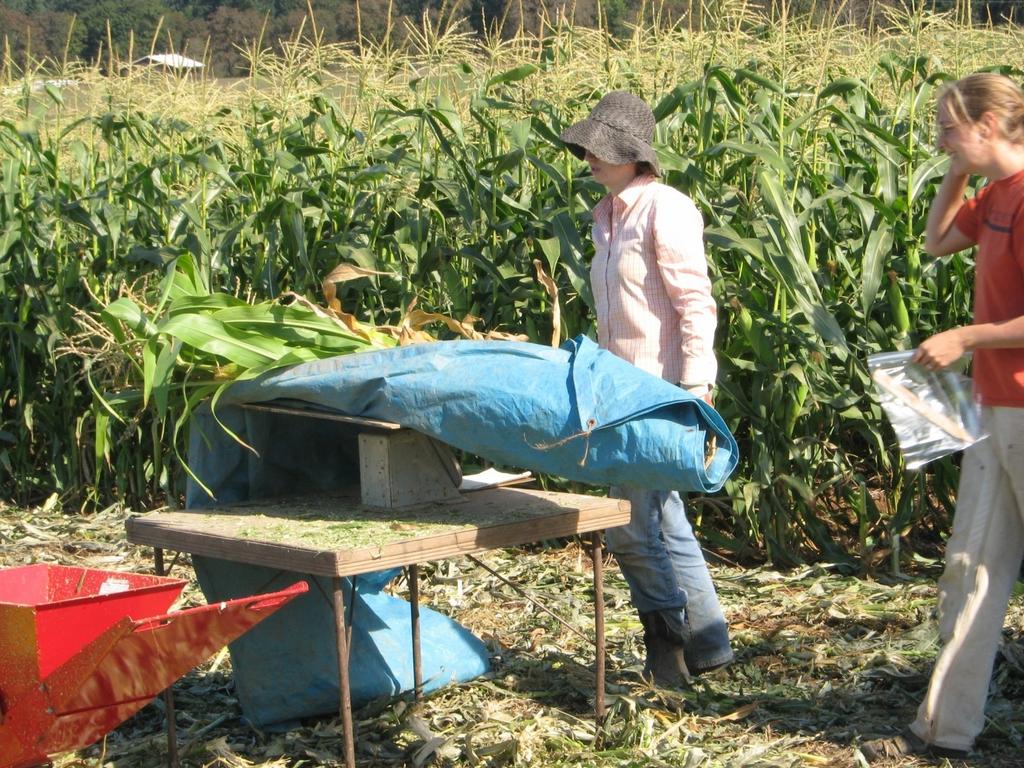 Whole plant biomass on unfertilized sweet corn, conventional fields.