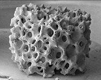 Artificial bones Stem cells differentiate into bone tissue Up to the added growth factor The